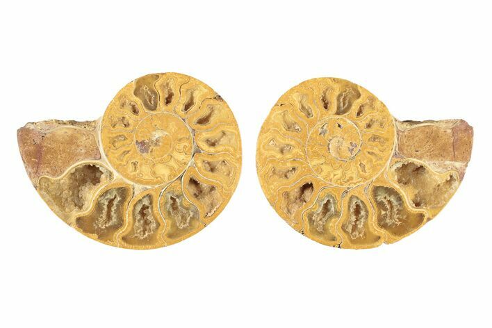 Jurassic Cut & Polished Ammonite Fossil - Madagascar #239372